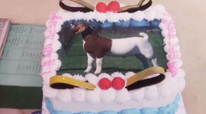 बकरीद निमित्त बकऱ्याचे चित्र असलेला केक - Goat Picture Cake Cut On Bakrid Agra