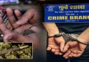 Virar Crime Branch Unit 3 police action representative image with arrested suspect and seized ganja weed stock.